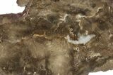 Polished Petrified Wood Slab - Utah #244897-1